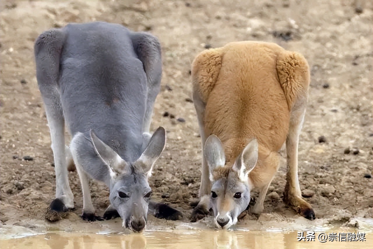 《独行月球》里的肌肉袋鼠“刚子”，真的能踹飞沈腾吗？
