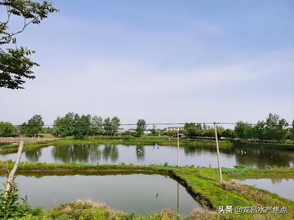 工厂化养南美白对虾怎么控亚盐,高密度帆布池养淡水南美白对虾