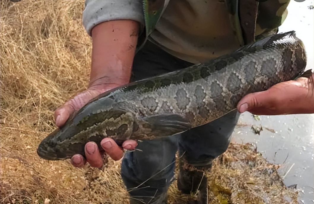 <html>
<head><title>502BadGateway</title></head>
<body>
<center><h1>502BadGateway</h1></center>
<hr><center>nginx</center>
</body>
</html>
<!--apaddingtodisableMSIEandChromefriendlyerrorpage-->
<!--apaddingtodisableMSIEandChromefriendlyerrorpage-->
<!--apaddingtodisableMSIEandChromefriendlyerrorpage-->
<!--apaddingtodisableMSIEandChromefriendlyerrorpage-->
<!--apaddingtodisableMSIEandChromefriendlyerrorpage-->
<!--apaddingtodisableMSIEandChromefriendlyerrorpage-->
