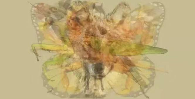 “一张图片”第一眼看出什么动物，就反映出你是什么人，非常准