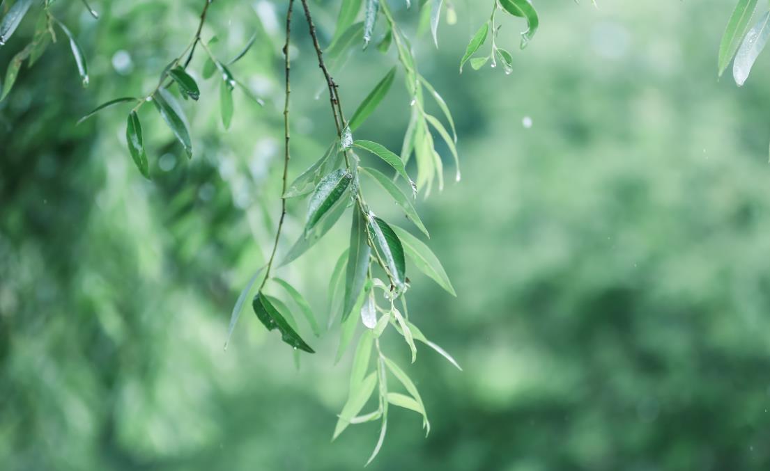 谷雨时间预示着什么,谷雨节气是晴好还是下雨好