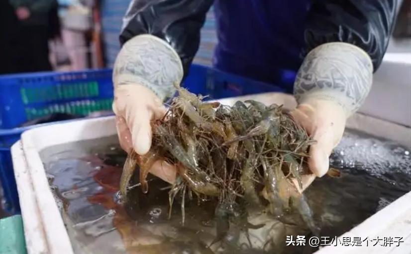 购买新鲜虾的正确方法,水产虾怎么挑选