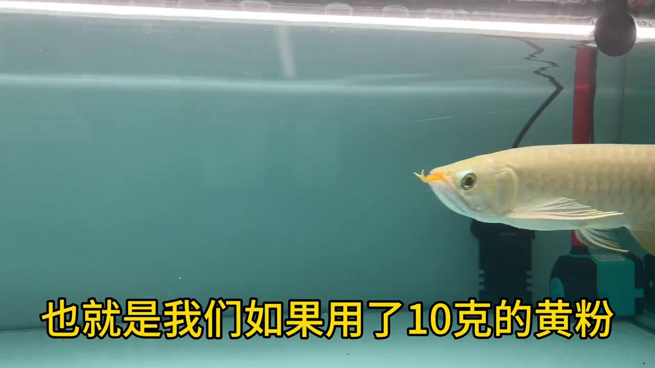 龙鱼立鳞烂身,龙鱼立鳞需要停食不