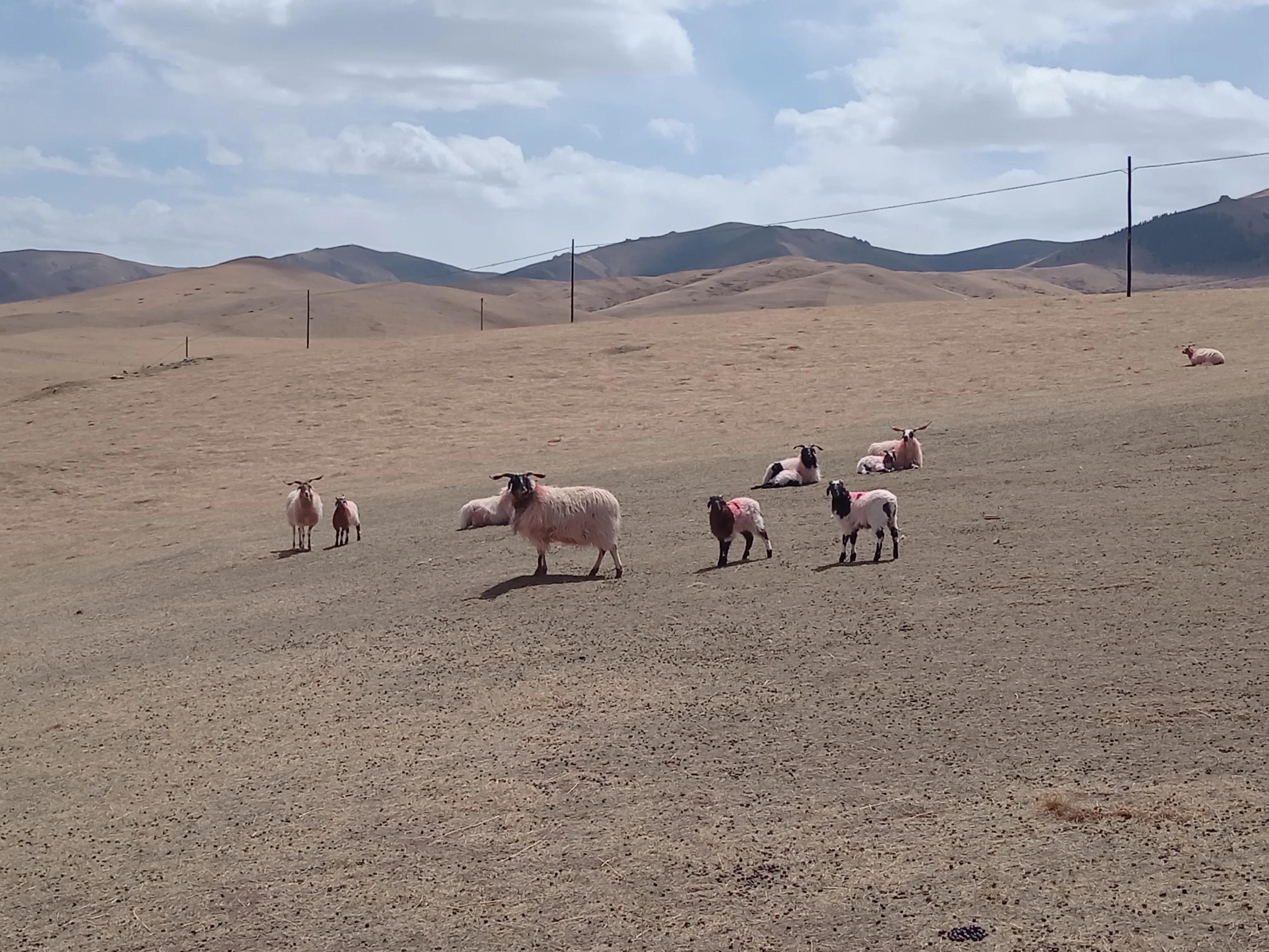 60斤羊可以杀多少肉和羊杂,60斤的羊杀完还剩多少斤