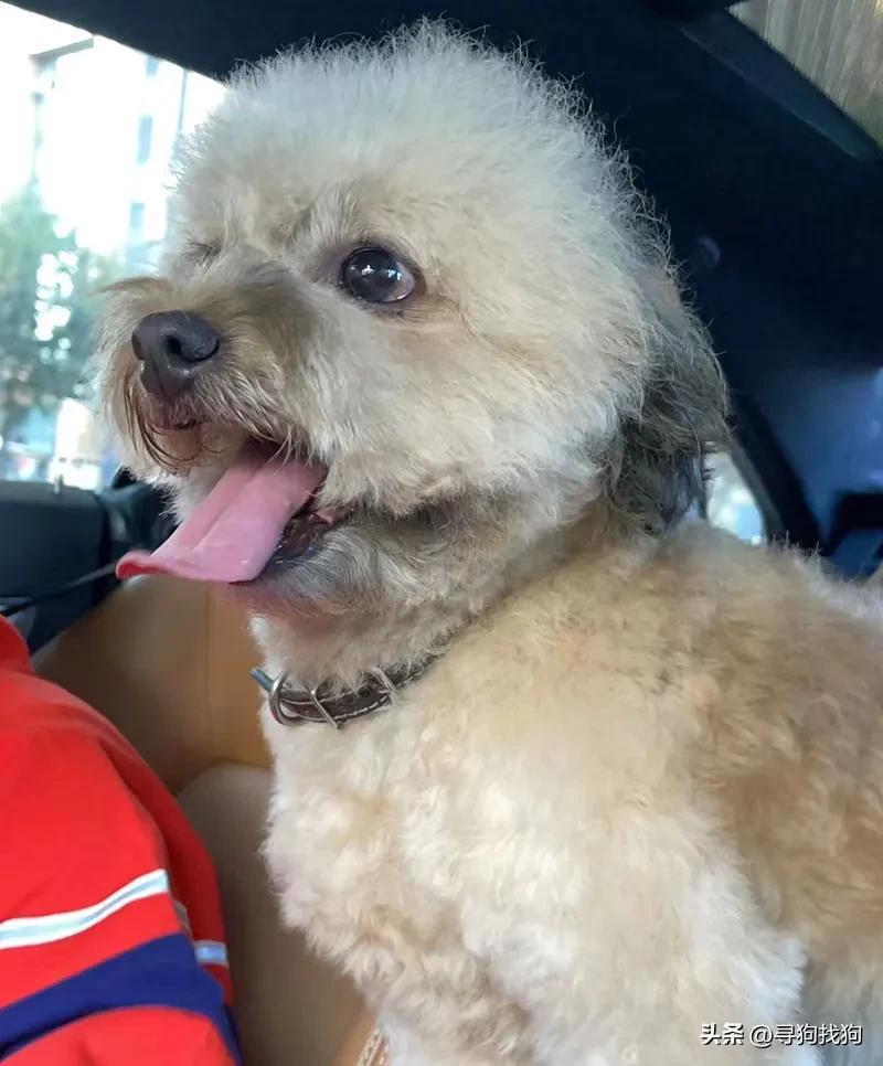 昆明盘龙区寻狗柴犬,成都市武侯区寻狗泰迪