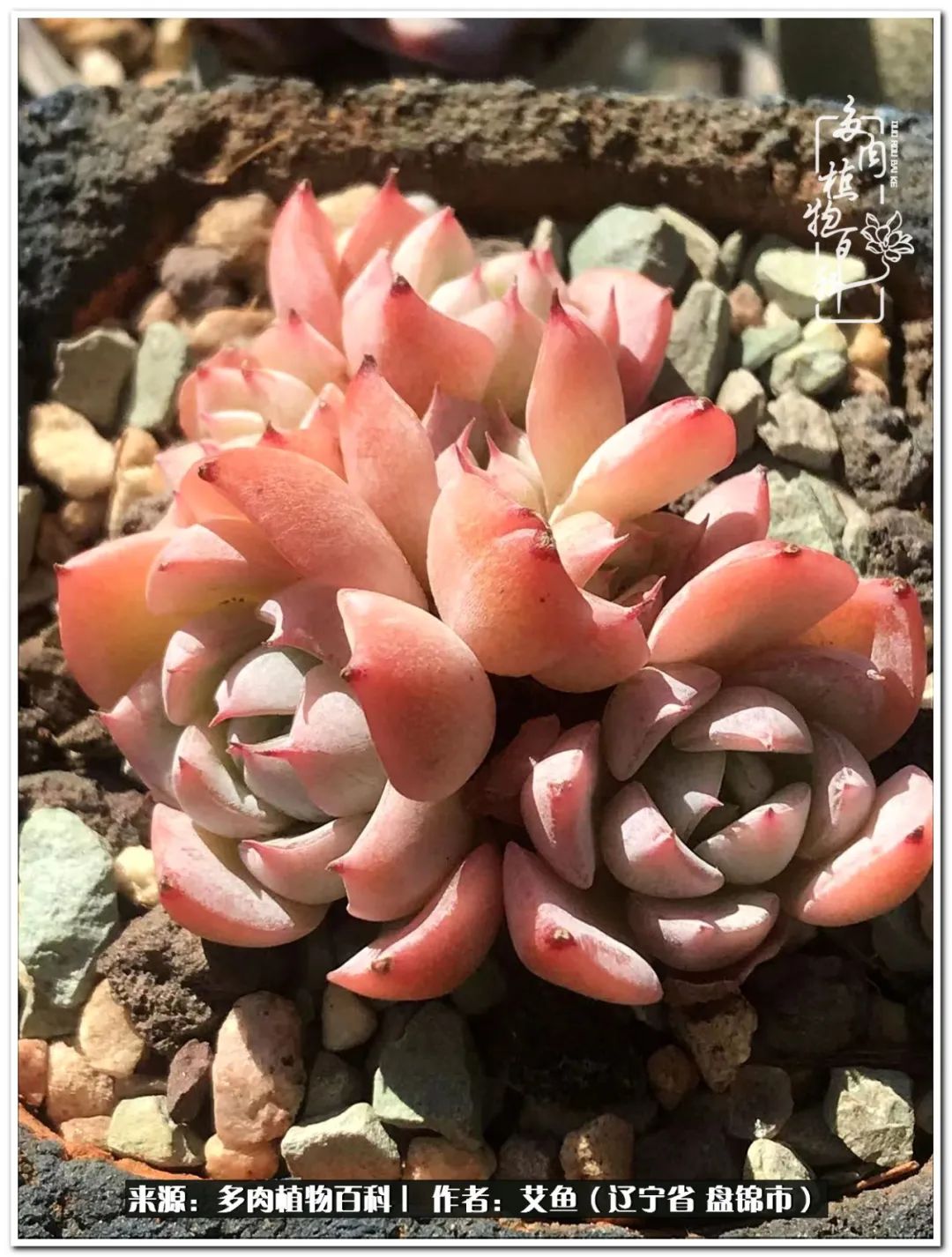 养多肉的意外之喜,养了五年的多肉就剩这几个