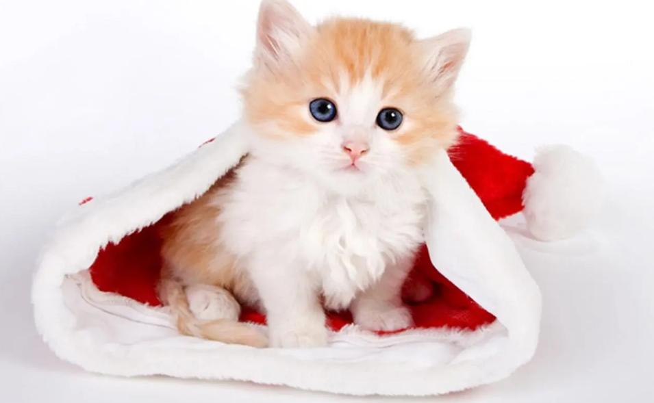 猫粮品尝师是干什么的,猫粮品尝师招聘