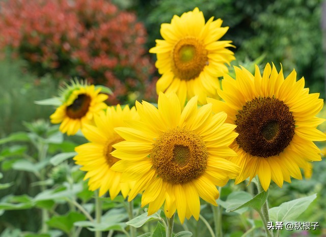 东北话不加儿化音,东北话不吱声是什么意思