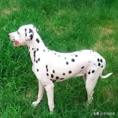 宠物狗应该怎么养详细介绍科普,宠物狗喂养及训练方法有哪些