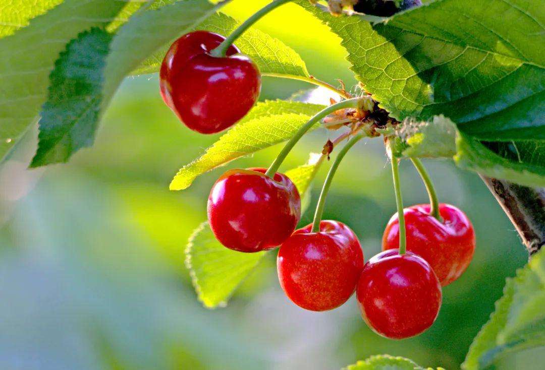 温室大棚樱桃裂果的原因是什么,樱桃炭疽病会导致落果吗