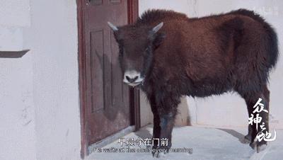 百万粉丝女网红“吃播”后被封杀,网友怒了:别让孩子毁于无知