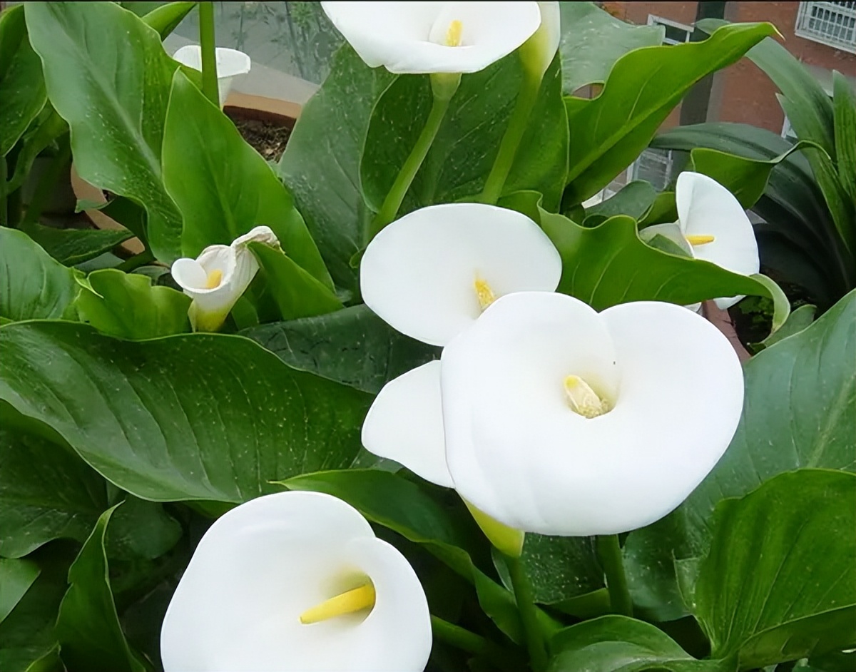 天堂鸟植物对猫咪有害吗,什么爬藤植物对猫咪无害