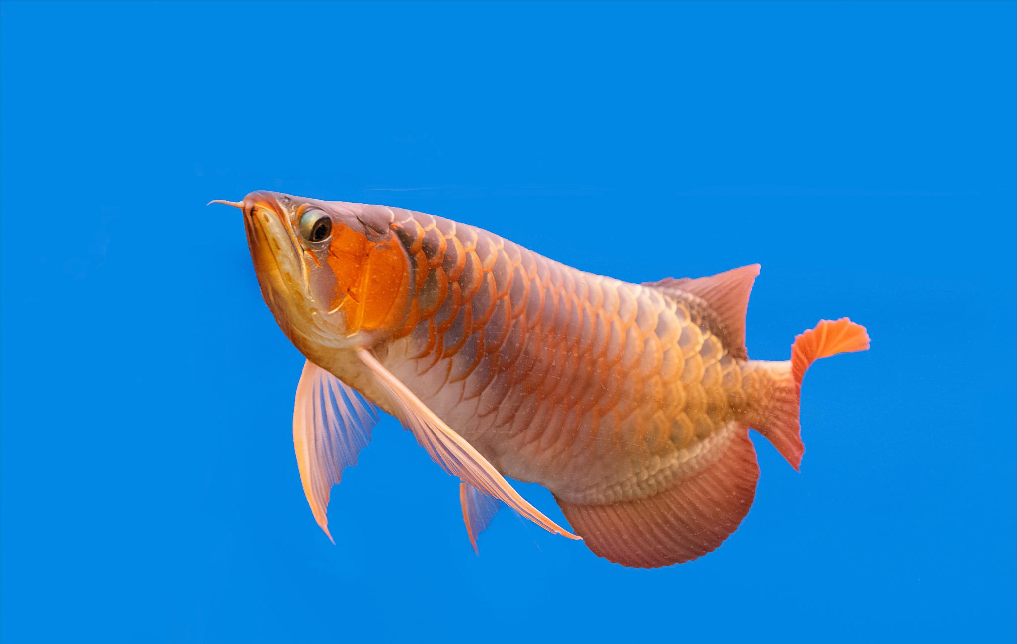 为何龙鱼那么贵,龙鱼为什么是观赏鱼