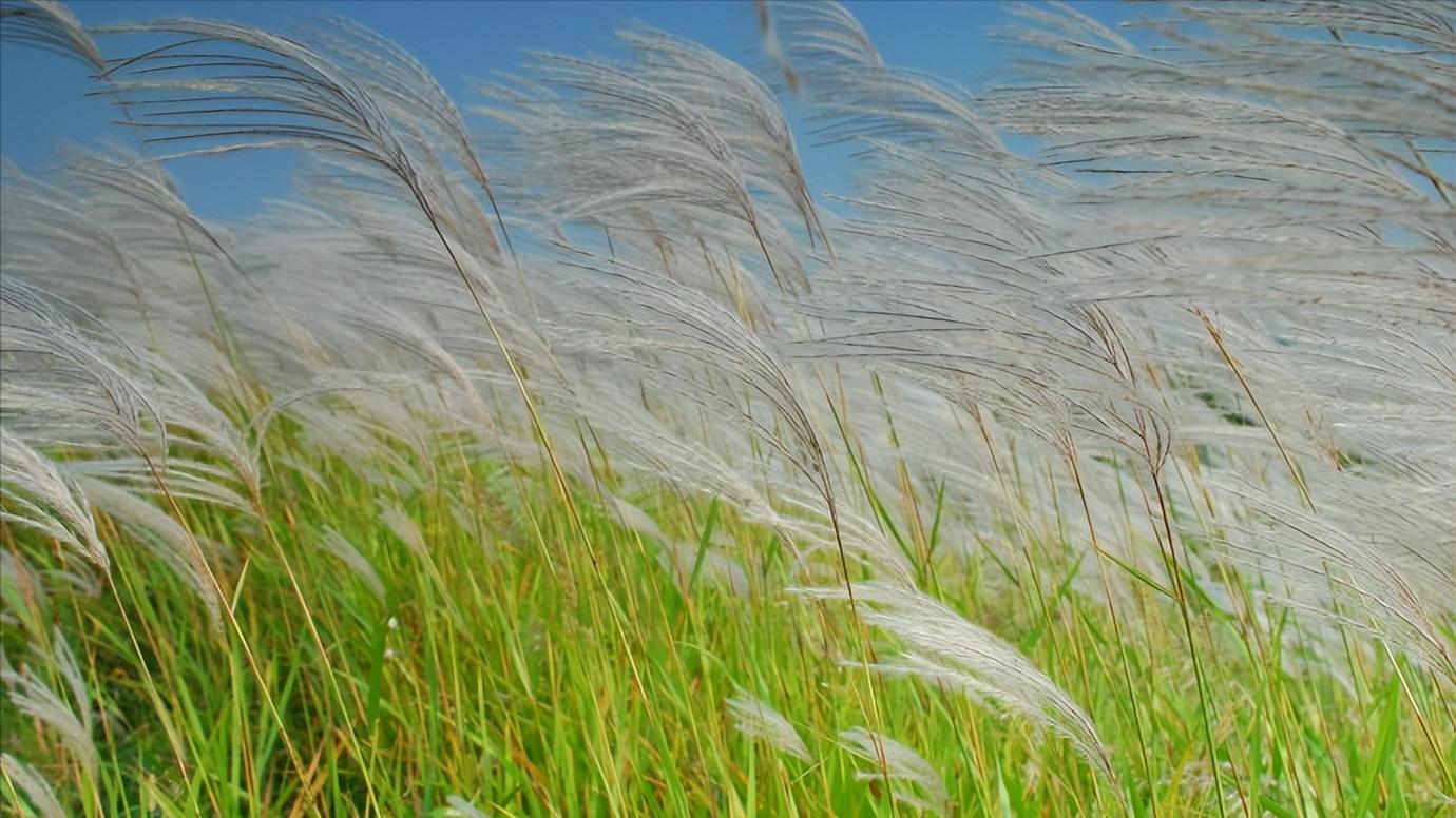 山东省东营市有多少个区,山东省东营市有几个区市