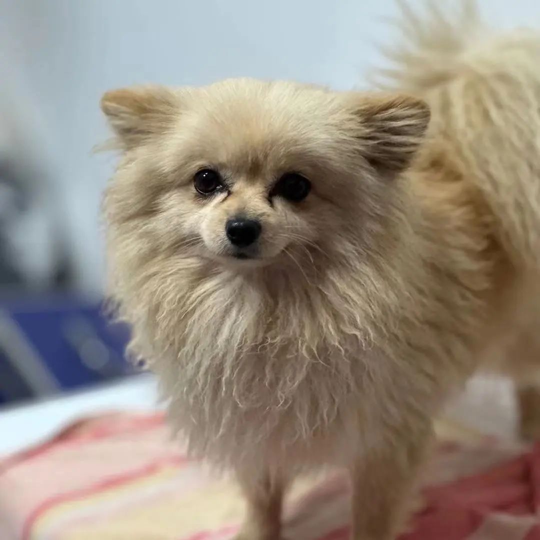 「宠物领养FreeAdopt」萌宠新生大聚会~哪位宝贝是你的最爱？