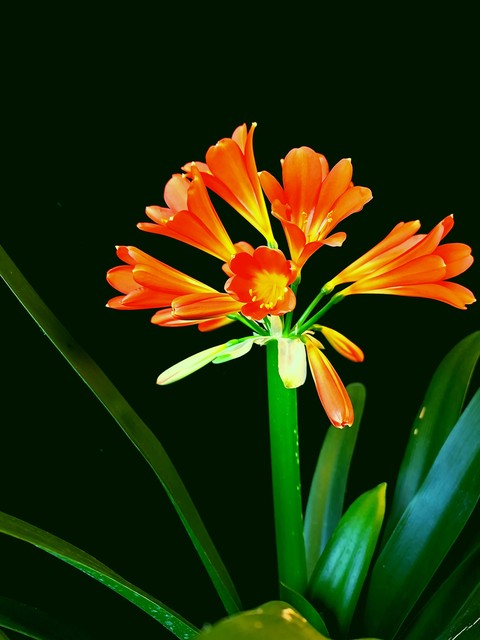 君子兰翻盆最好方法,君子兰如何翻盆和事后管理