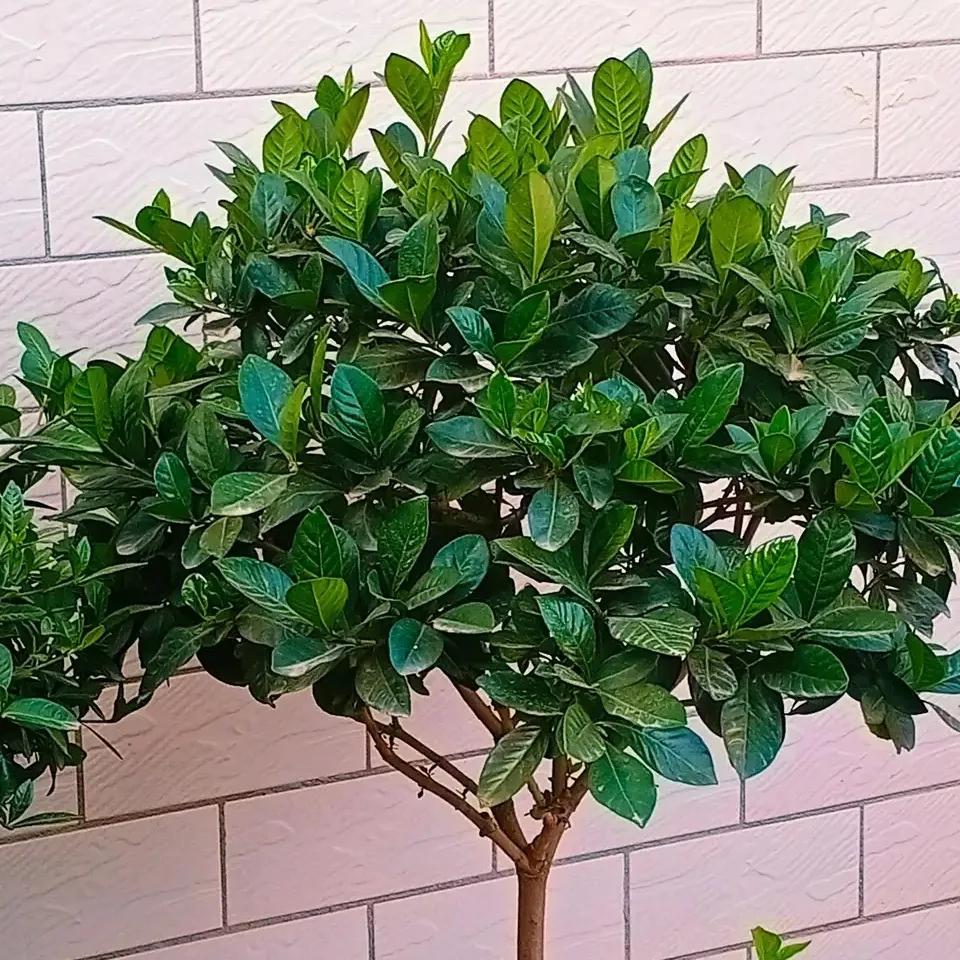 哪些药片过期后可以浇花杀菌杀虫,浇花时放这两种药片