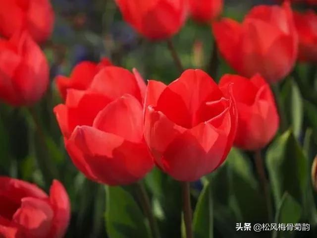 花儿朵朵开，香艳惹人爱，闻香觅花来，弄花香满衣