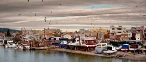 野梨树完整版免费观看,关于野梨树的电影