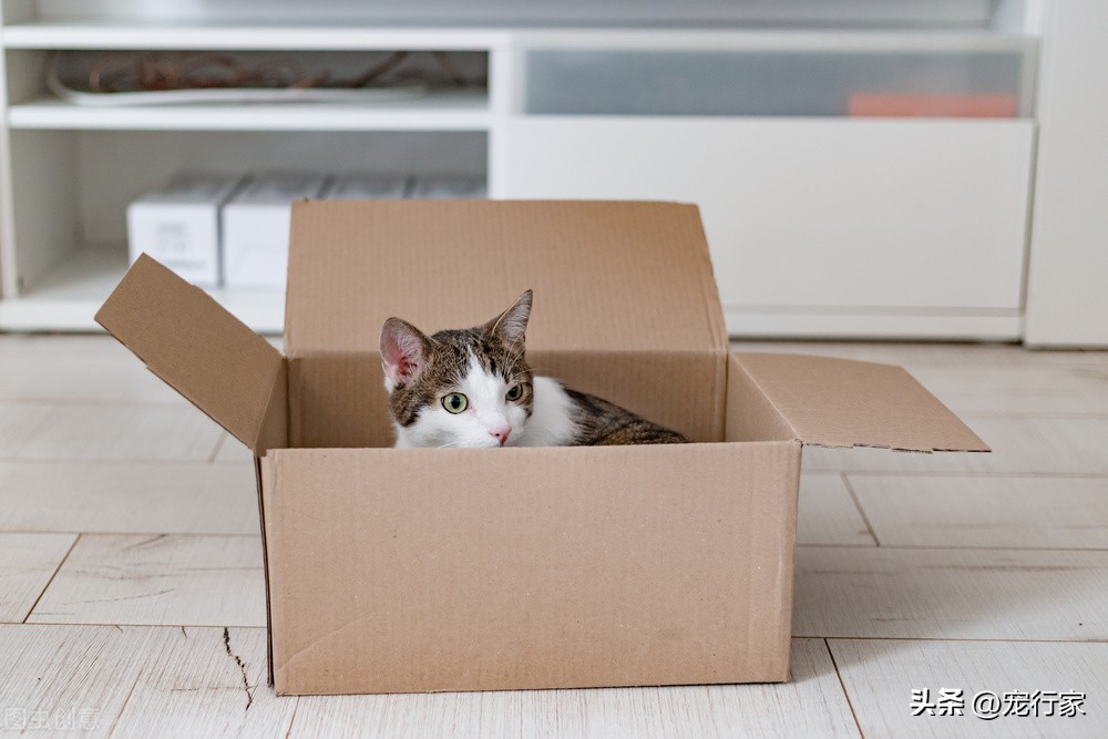 新手养猫养哪种猫更好便宜,怎样养猫不用花钱买猫