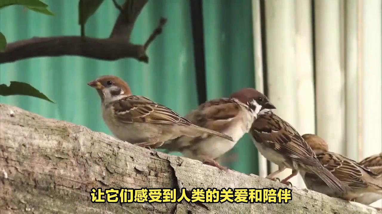 麻雀的日常饮食与清洁护理，如何预防疾病