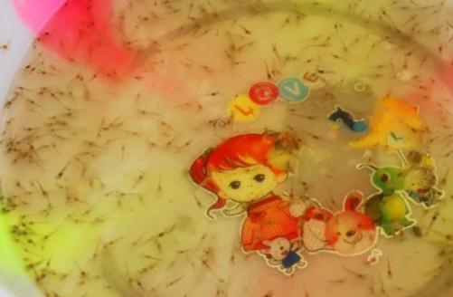 大闸蟹有什么商机,养殖大闸蟹一年可以赚多少钱