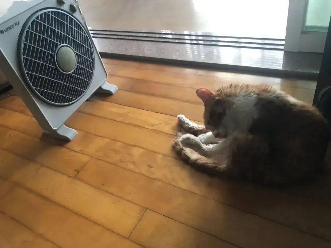 猫咪中暑的症状,猫咪中暑有什么表现