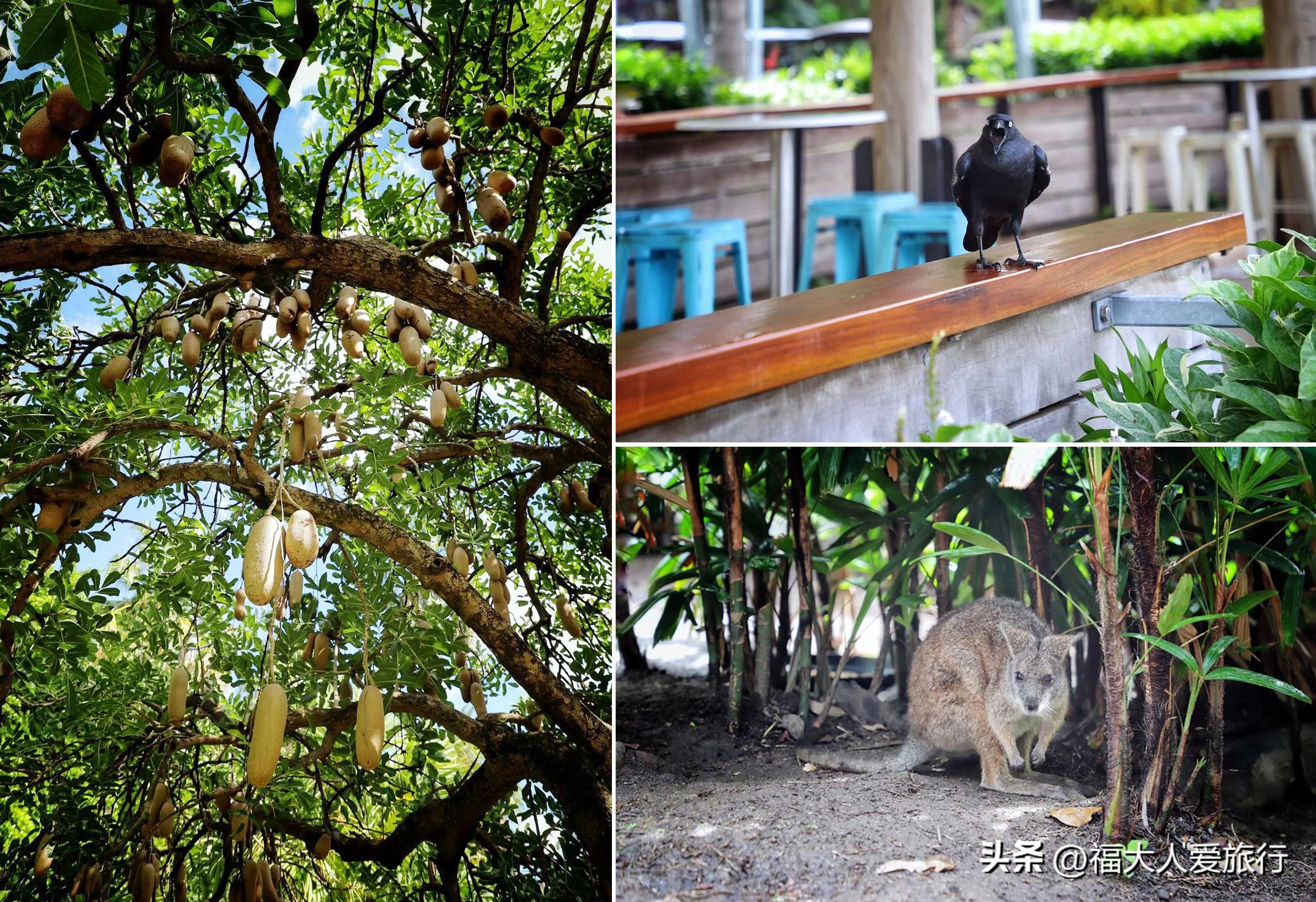 在澳大利亚用支付宝好用吗,澳洲哪些城市可以用支付宝