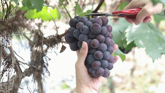 彭山康养乐活城,彭山天府乐活城