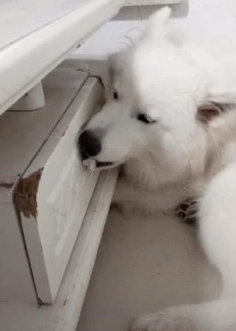 狗狗品种大全新手适合养什么狗呢,狗狗品种大全新手适合养什么狗