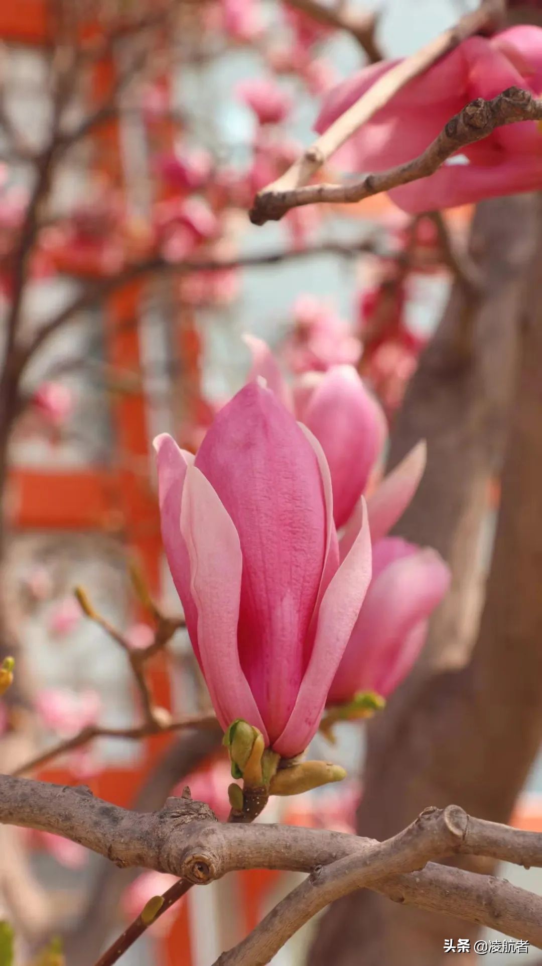 共赴春之约携手新征程,共赴春天之约携手砥砺前行