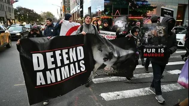 法国禁止饲养动物,意大利禁止产销培养肉