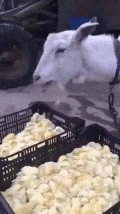 日本农场黑羊学人类行走，诱母鸡到屋内吃掉，羊真是魔鬼的化身？