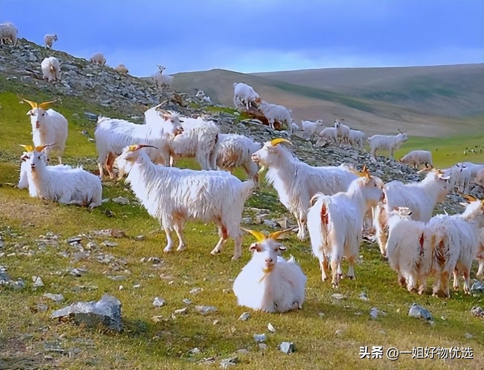 羊绒围巾什么牌子性价比高,男士羊绒围巾排名