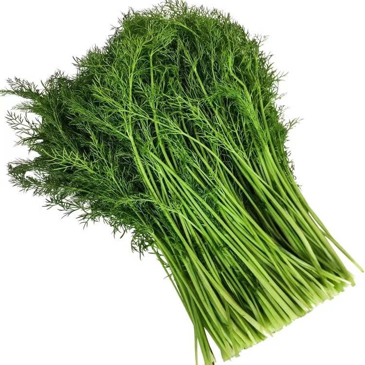 我把小茴香撒在了上海大地上,家乡的味道!