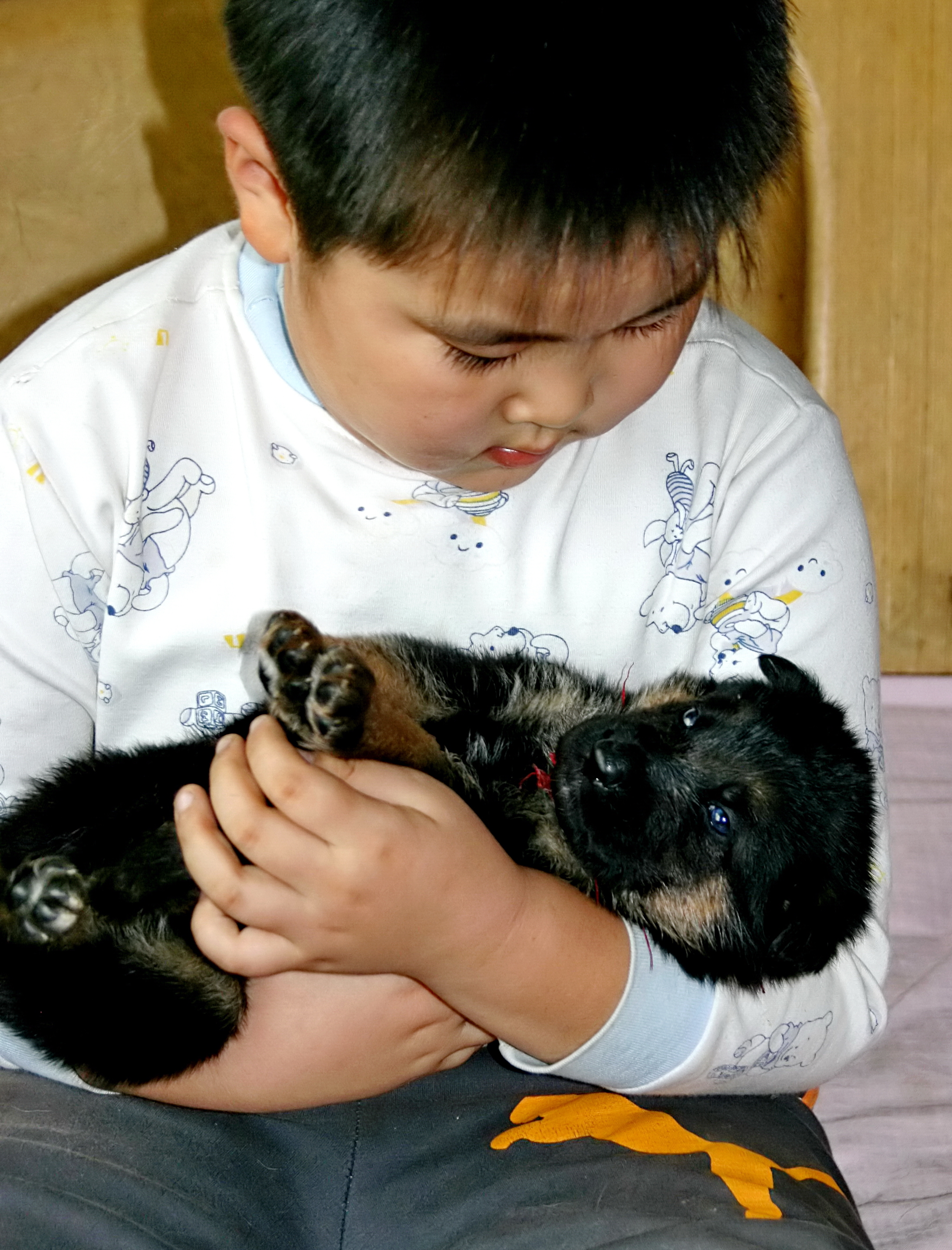 德牧养殖技术书籍大全,德牧饲养攻略