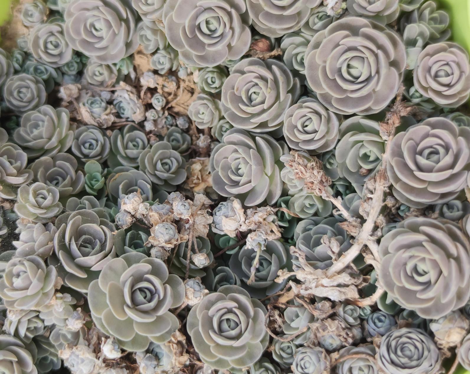 多肉养护系列2:子持莲华