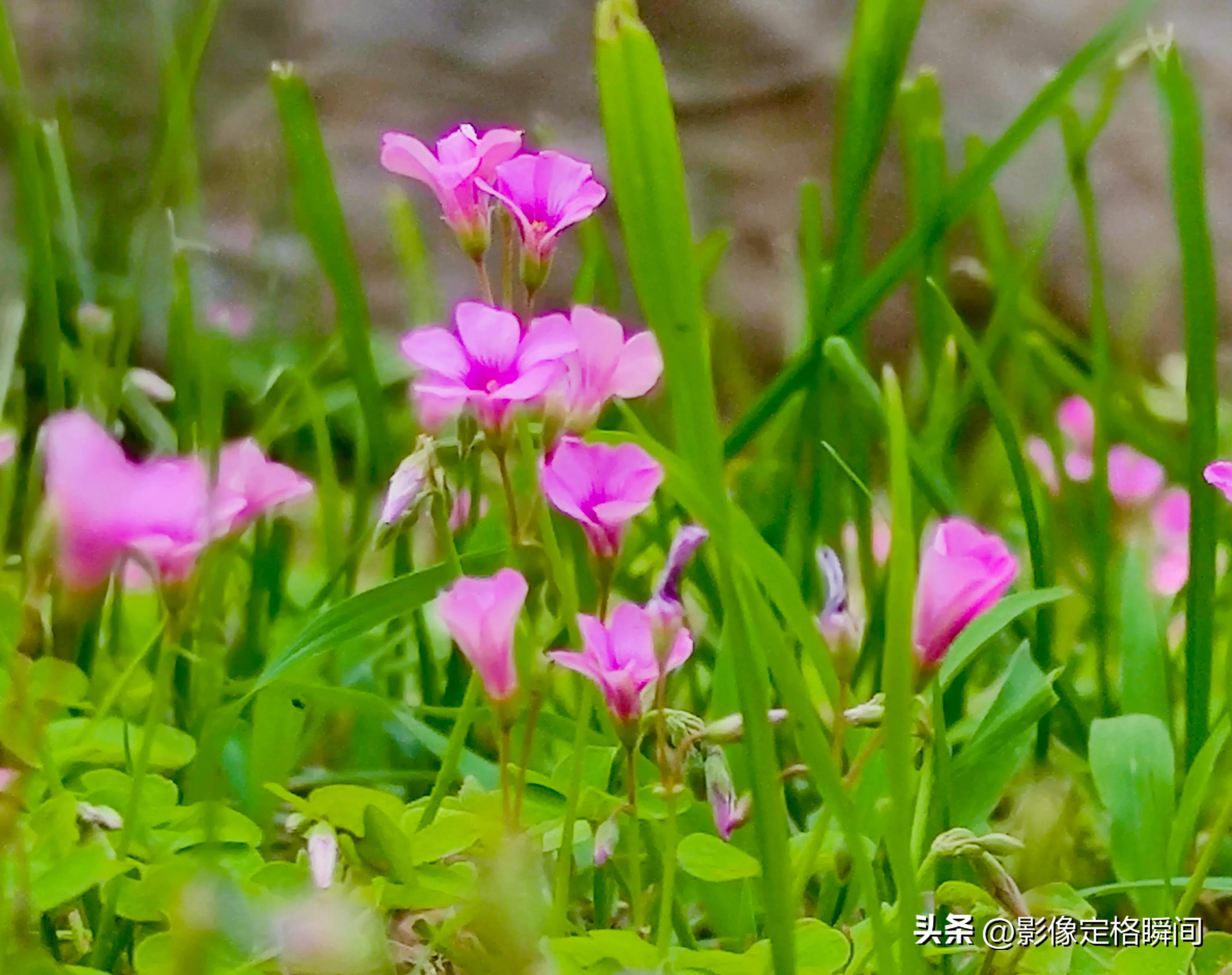 用什么模式拍出来的花更好看,用手机给花拍照怎么拍出高级感