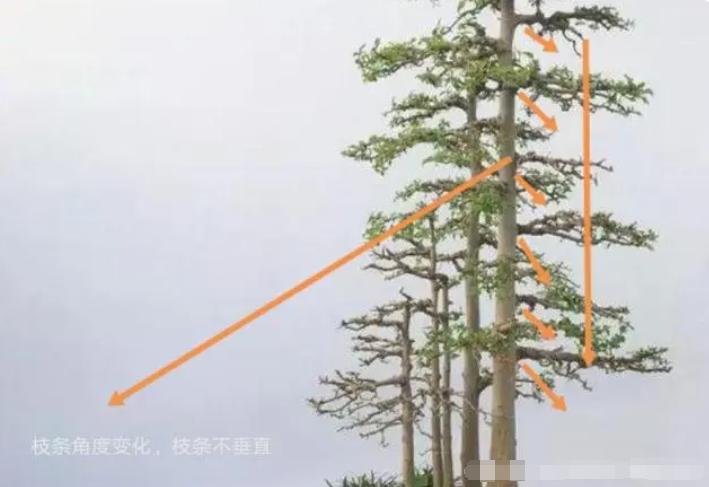 不理解枝条分布？掌握这4点，哪种造型都不难