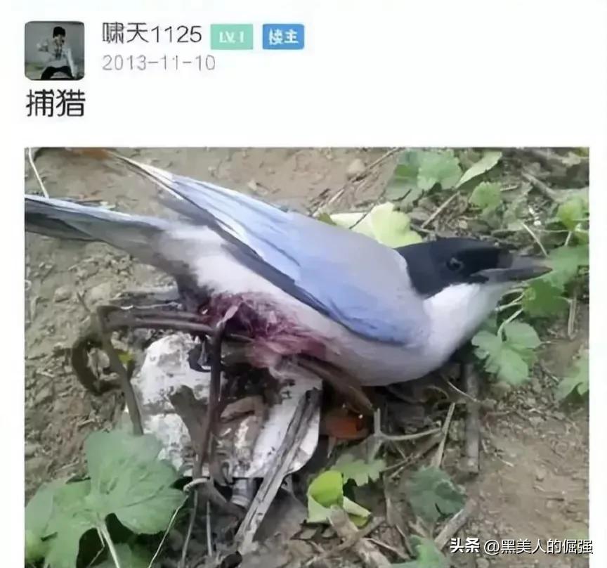 大学生因掏鸟窝被判有期徒刑十年,父亲坚持上诉五年,是错判吗