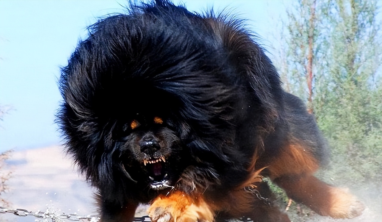 常见宠物狗哪些是超大型犬,最凶猛的狗十大排名大型犬