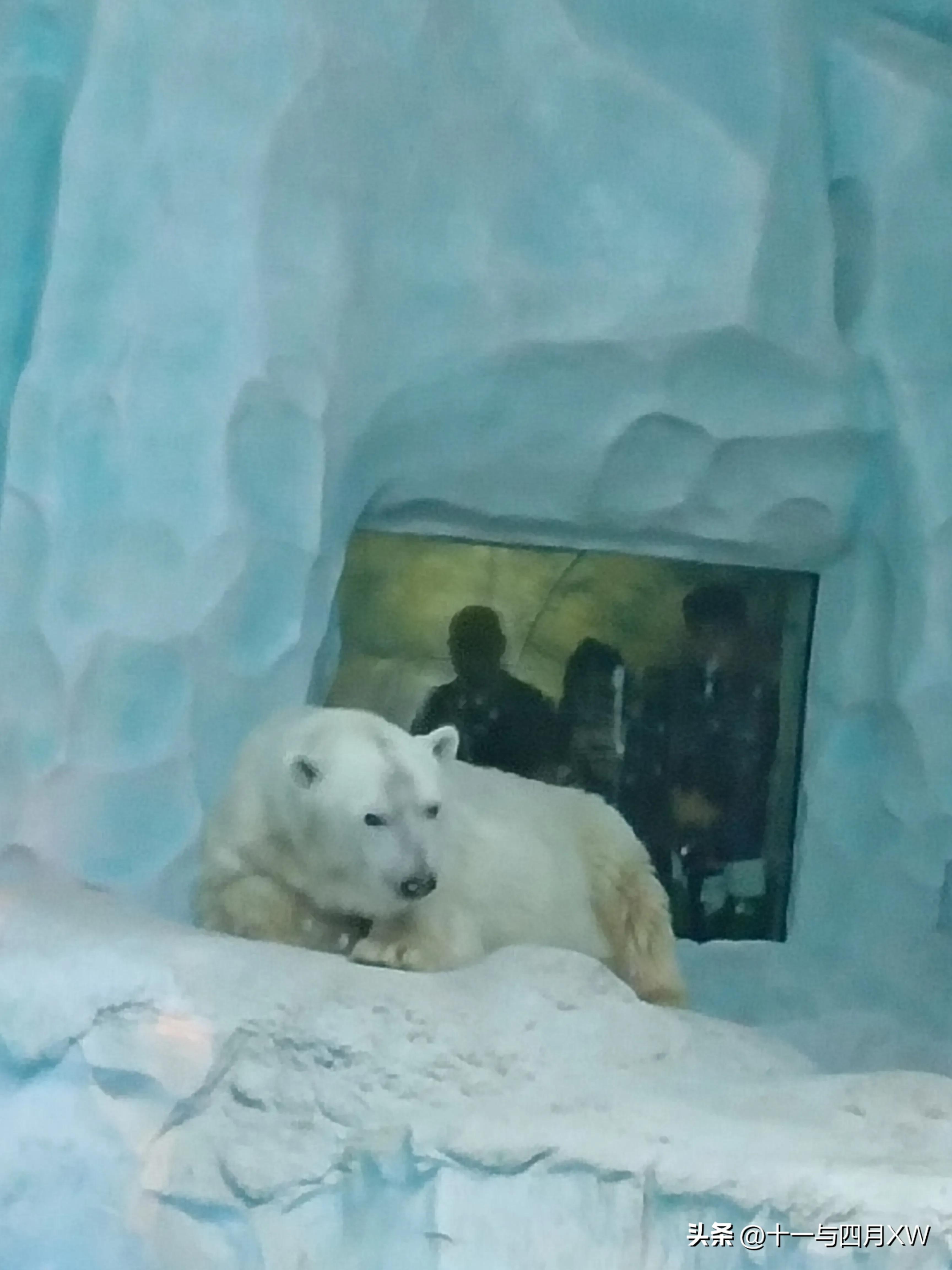 珠海长隆海洋王国一日游攻略,珠海长隆海洋王国一日游作文