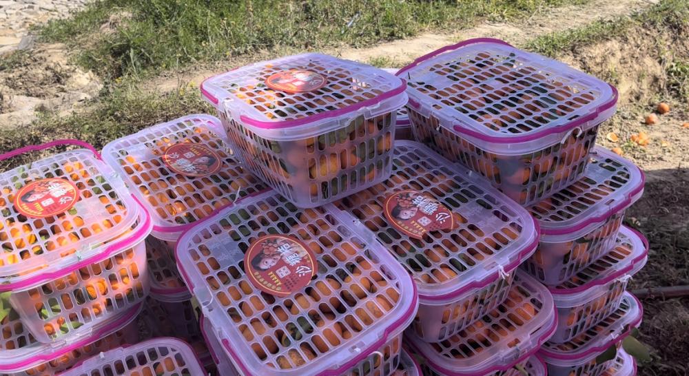 辛巴助农直播未来可期，腾冲市荷花镇：“爱心助农”巾帼有实招