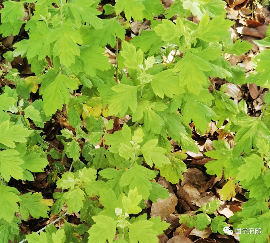 关于端午节艾草叶最经典的诗句,请找出几首端午节咏艾草诗