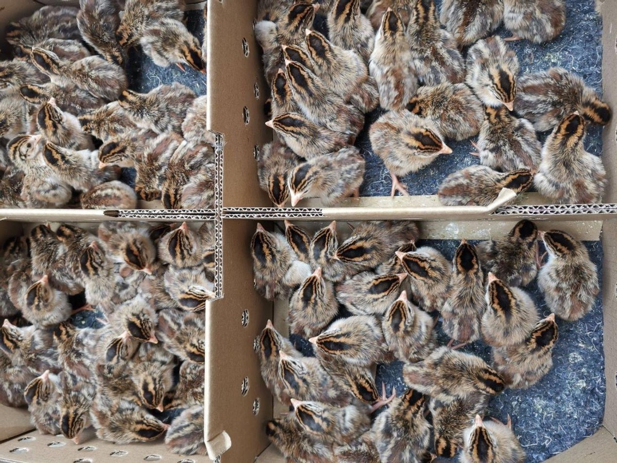 珍珠鸡育雏需要什么条件,育雏珍珠鸡怎么分公母