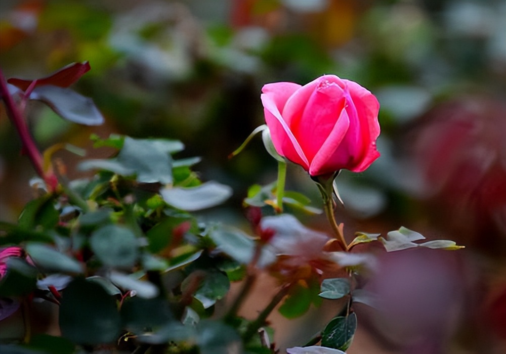 玫瑰花的诗句唯美大全,关于玫瑰的唯美诗句及解析