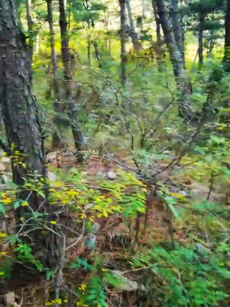 旅顺城山,旅顺城山怎么绕过去