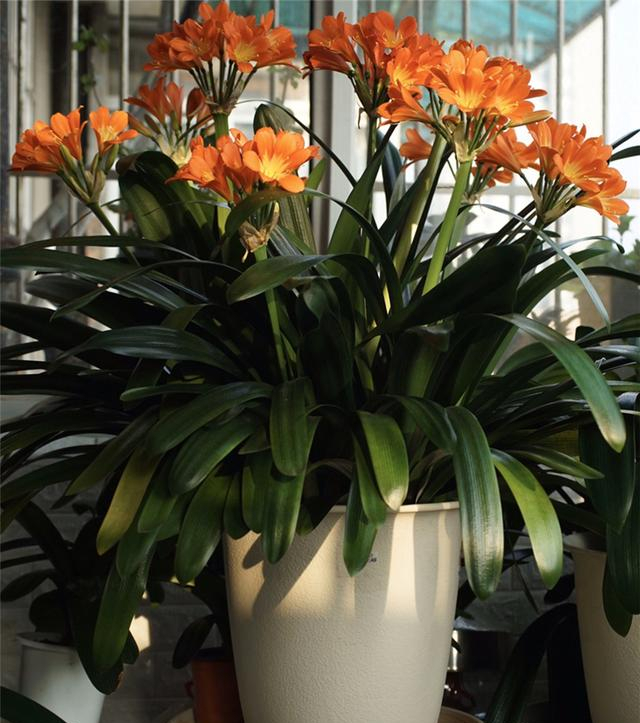 这10种花冬天最怕水越浇越死,5种花浇不死浇水越多长得越旺