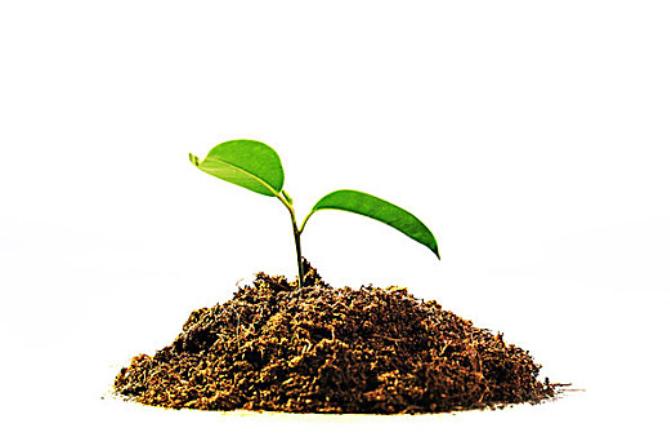 抗衰调理新选择，日本白雪茸，天然菌类萃取安全又健康