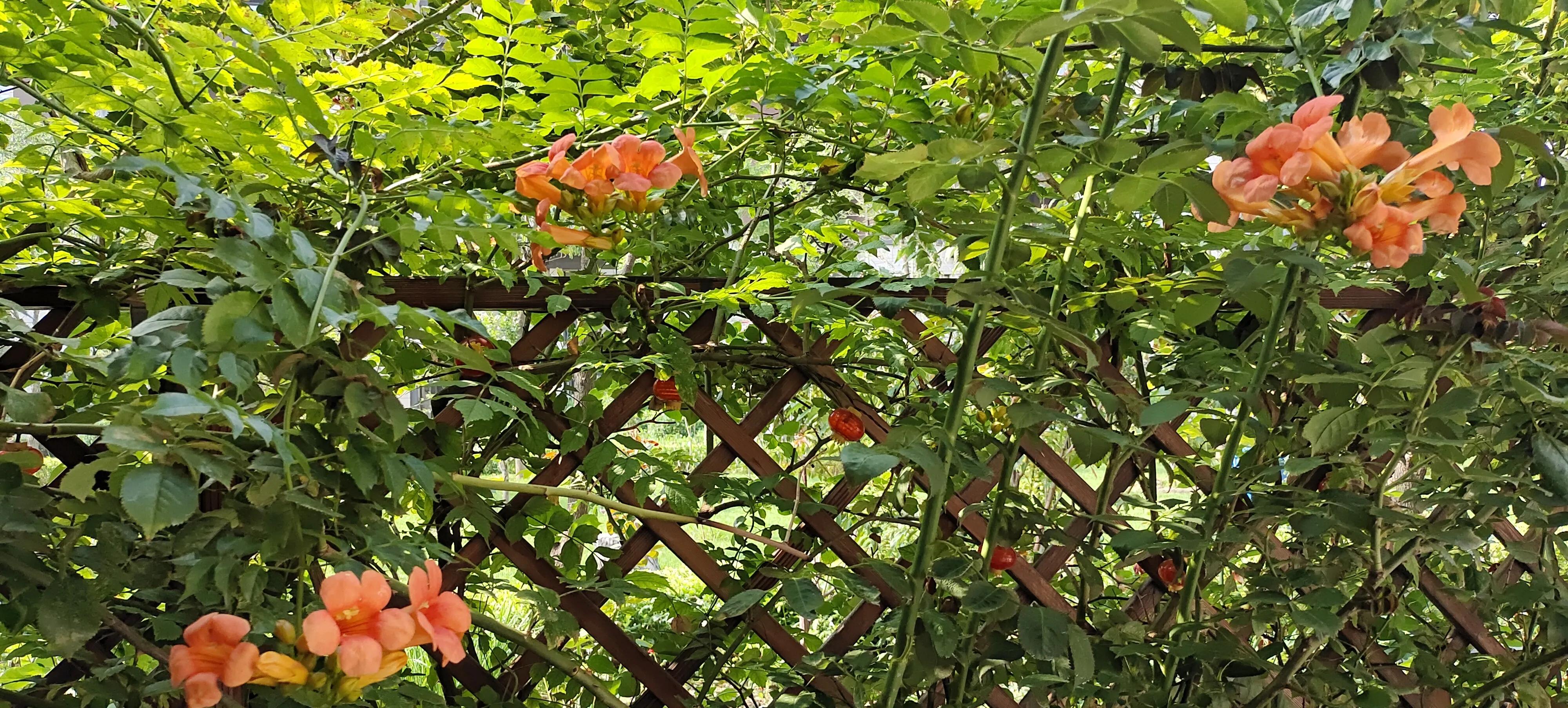 鑺遍鏈靛効,鑺遍鏈靛槾闀夸粈涔堟牱